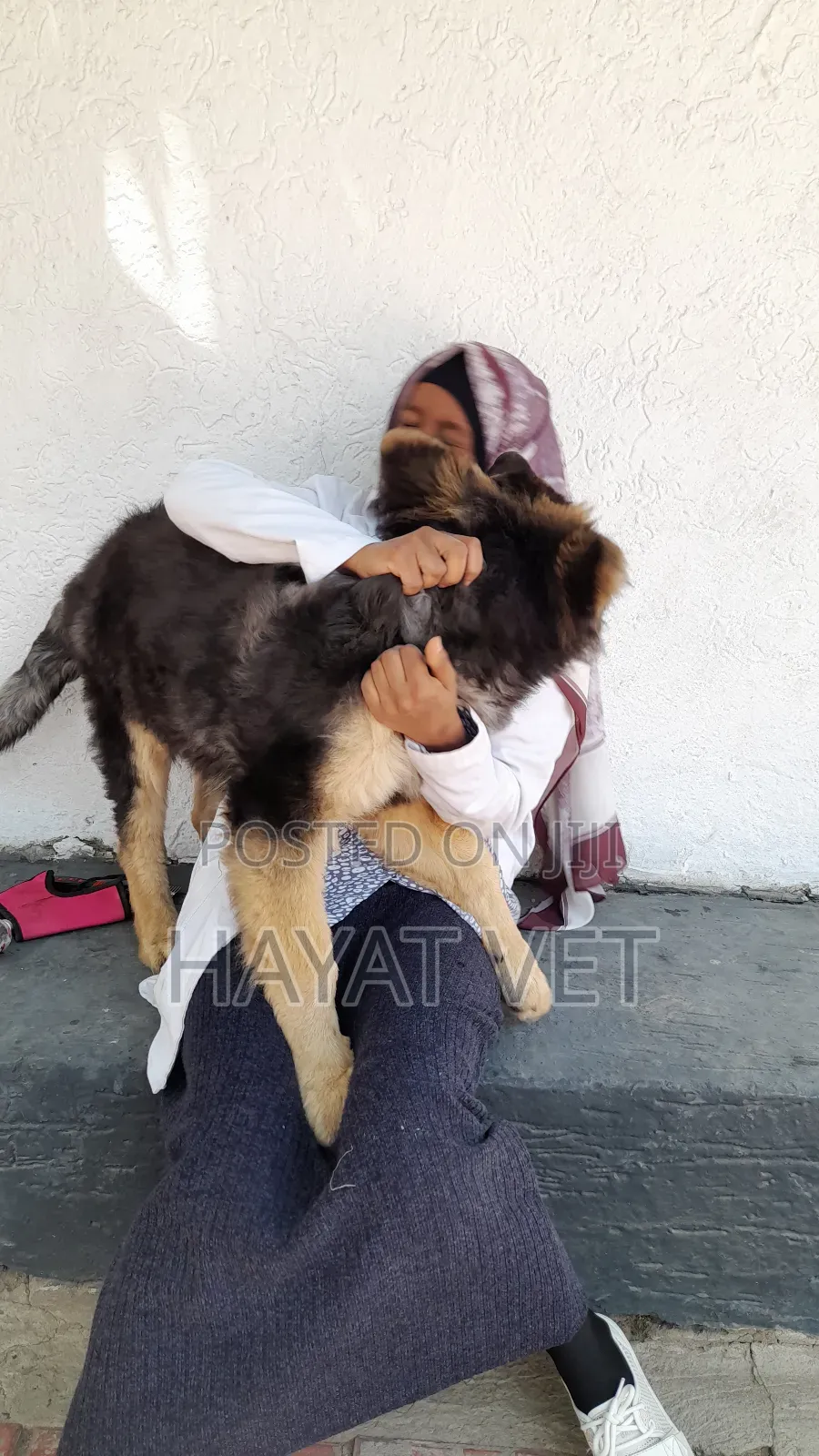 Animal Service