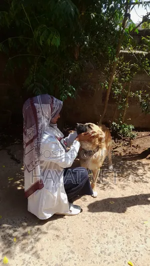 Animal Service