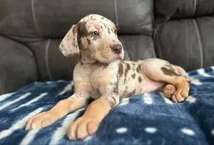 1-3 months Male Purebred Great Dane