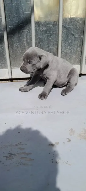 1-3 months Male Purebred American Pit Bull Terrier