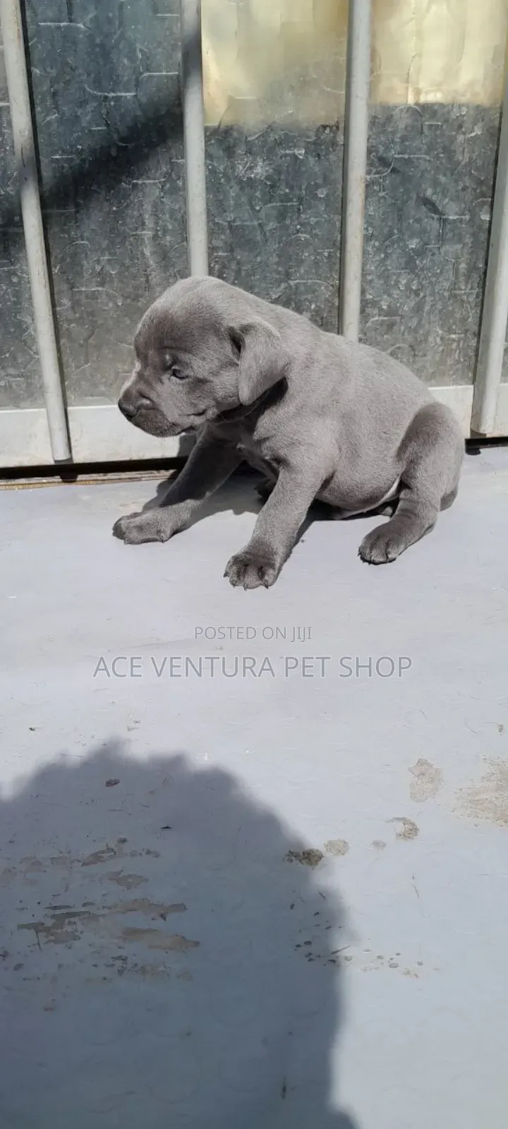 1-3 months Male Purebred American Pit Bull Terrier