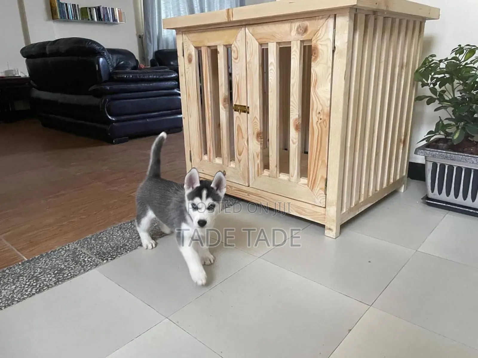 Aamazing Dog House