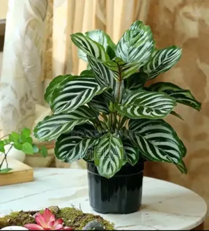 Herb Plant Type