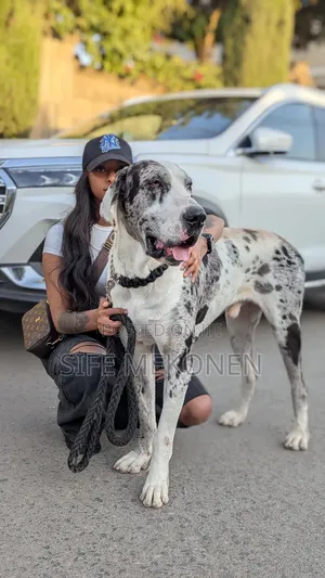 1-3 months Male Purebred Great Dane