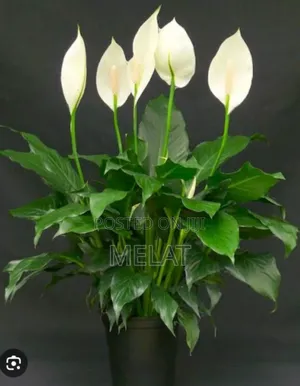 Indoor Plants
