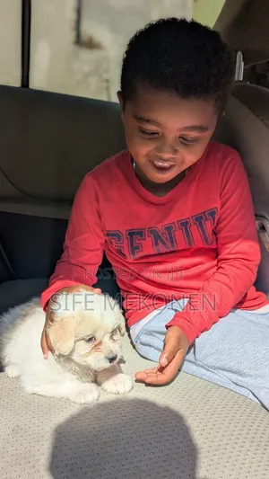 1-3 months Male Purebred Maltese