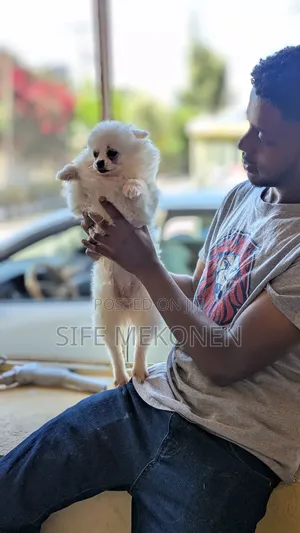 1-3 months Male Purebred Pomeranian