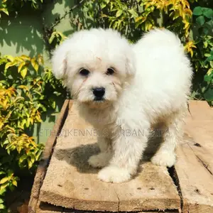 1-3 months Male Purebred Maltese