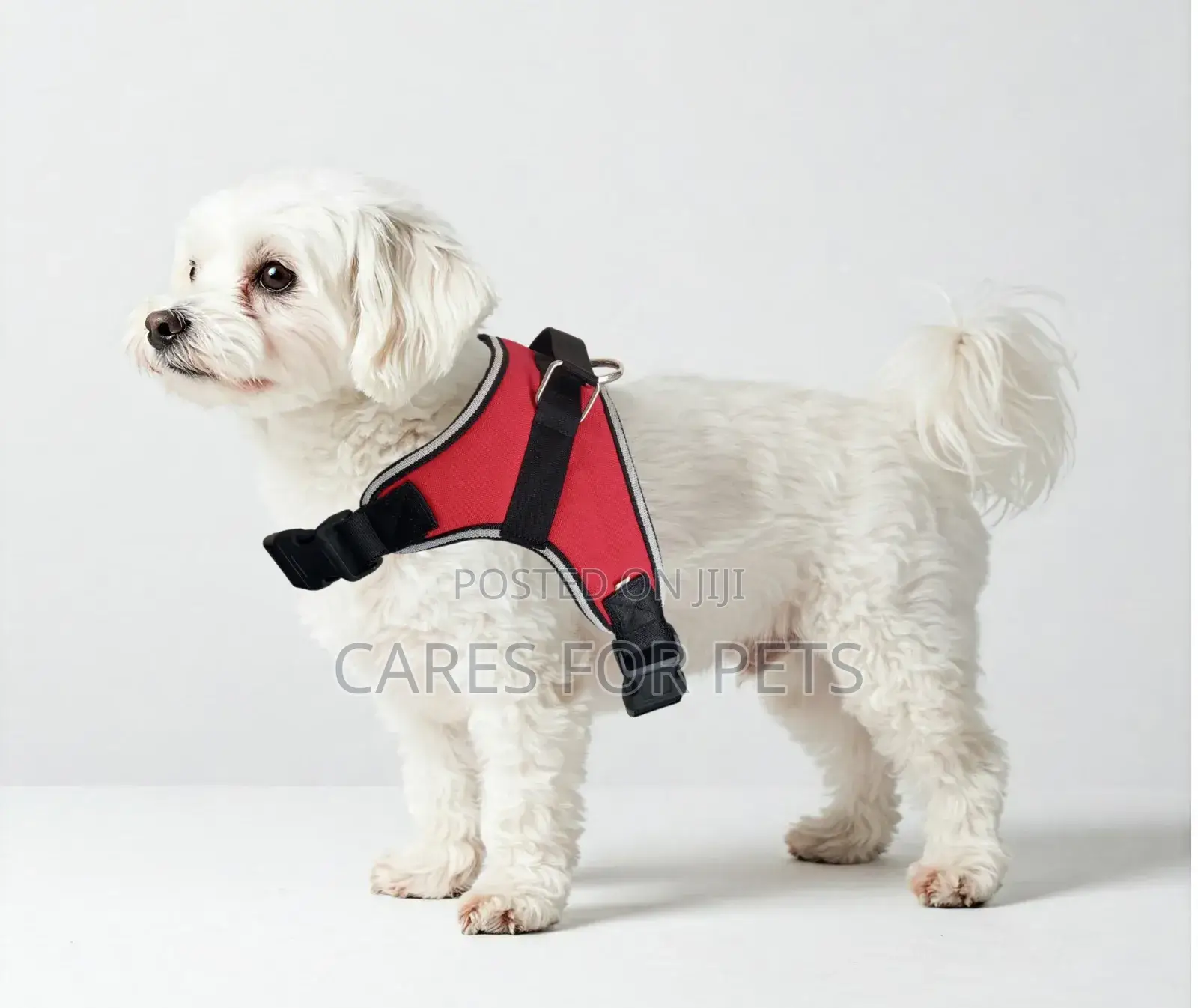Red Saddle Harness_