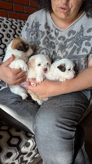 0-1 month Male Purebred Maltese