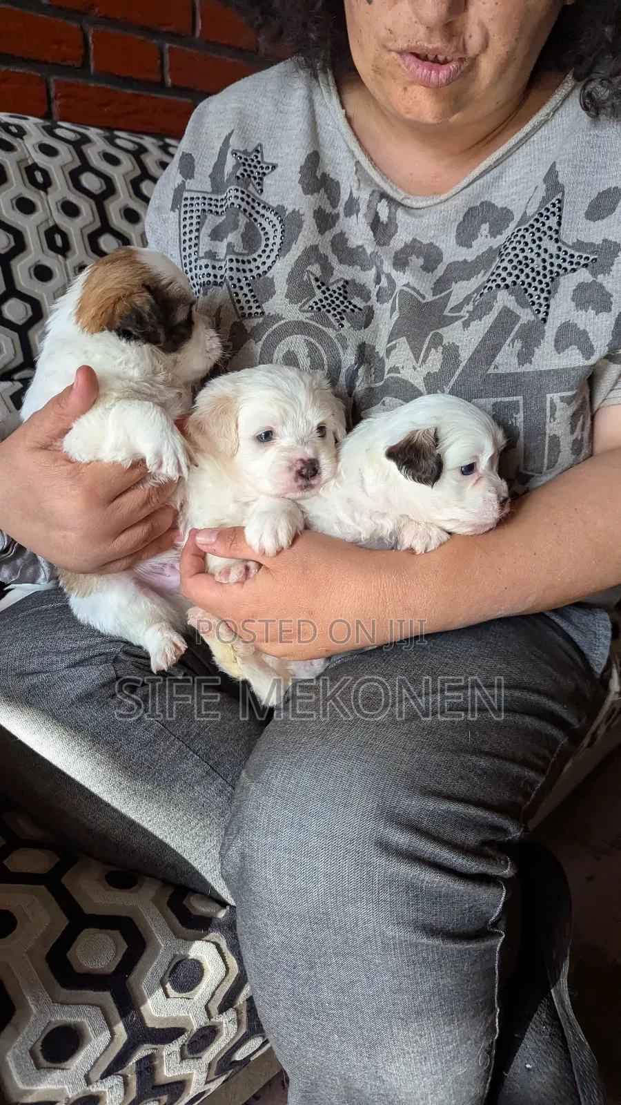 0-1 month Male Purebred Maltese