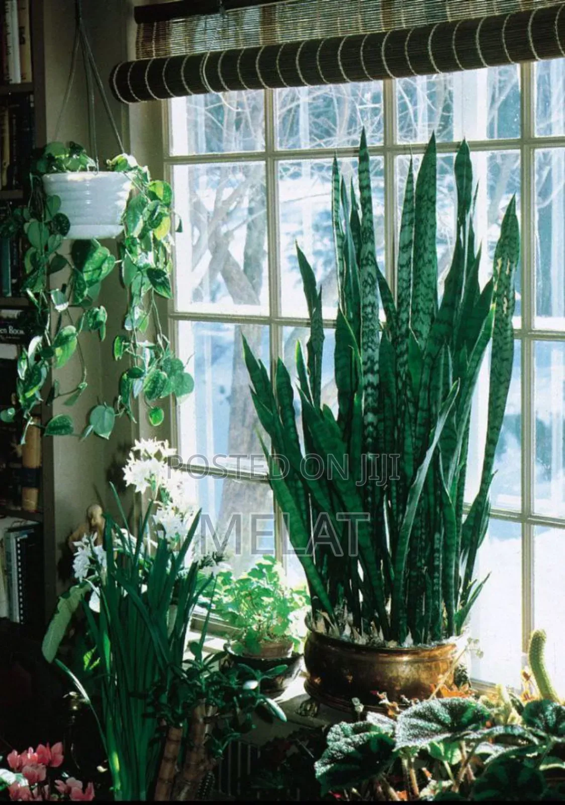 Green Plant