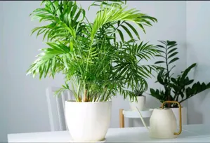 Green Plant