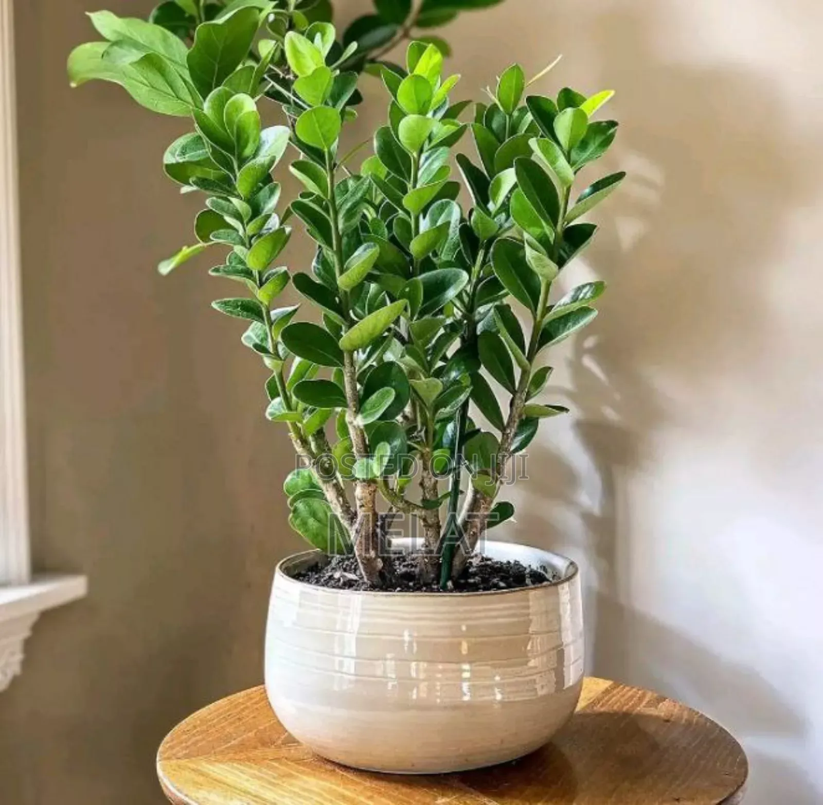 Green Plant