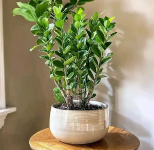 Green Plant