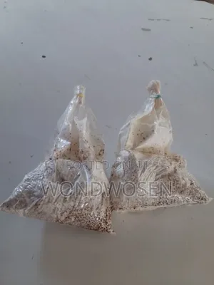 የእንጉዳይ (በተን) ዘር። Button Mushroom Spawn
