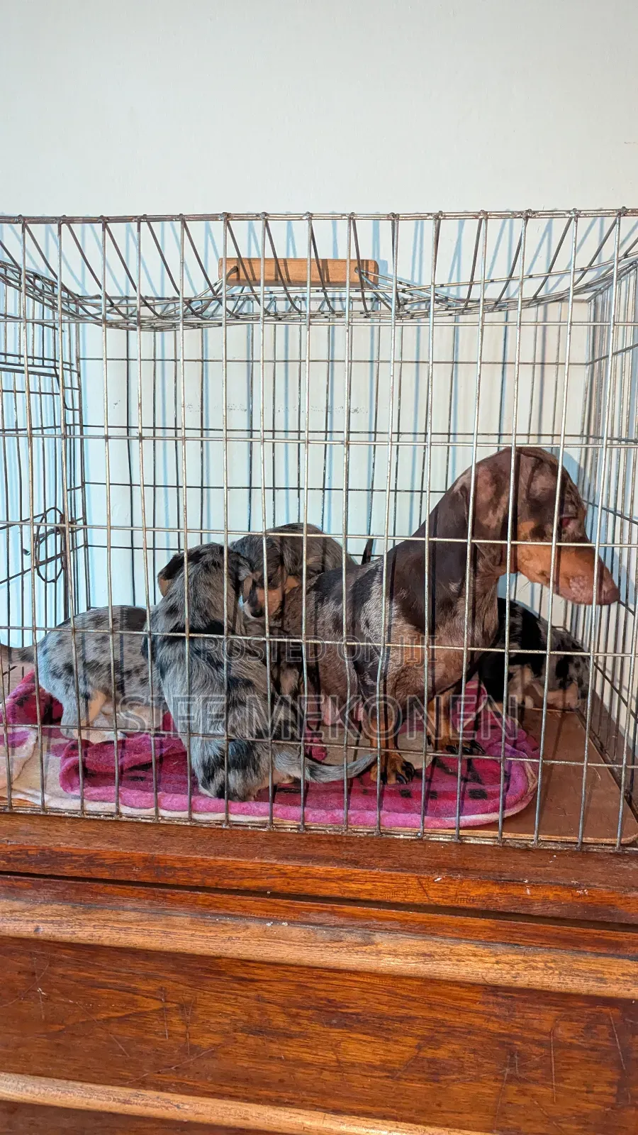 1-3 months Male Purebred Dachshund