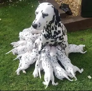 1-3 months Male Purebred Dalmatian