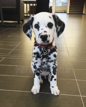 1-3 months Female Purebred Dalmatian