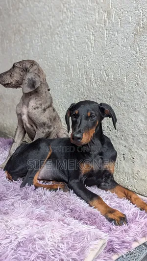 1-3 months Male Purebred Doberman Pinscher