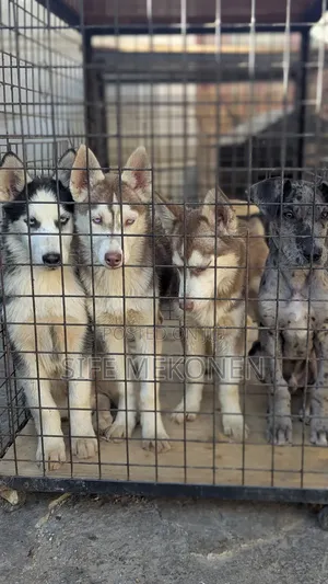 1-3 months Male Purebred Siberian Husky