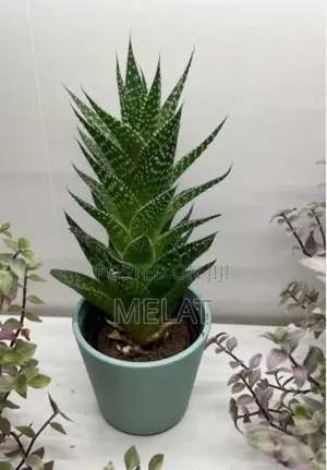 Aloe Vera Plant