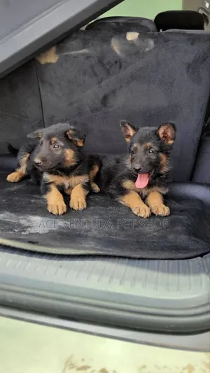 1-3 months Male Purebred German Shepherd