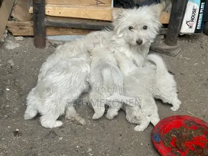 1-3 months Male Purebred Yorkshire Terrier