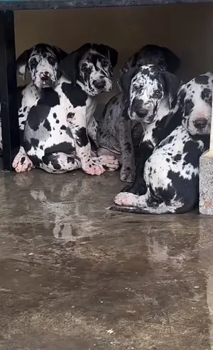 1-3 months Male Purebred Great Dane