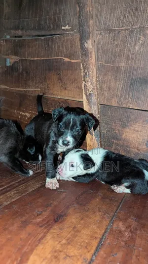 1-3 months Male Purebred American Pit Bull Terrier
