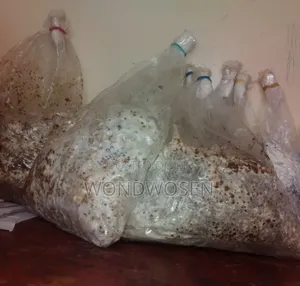 የእንጉዳይ ዘር (ሺታኬ)/ Shitake Mushroom Spawn