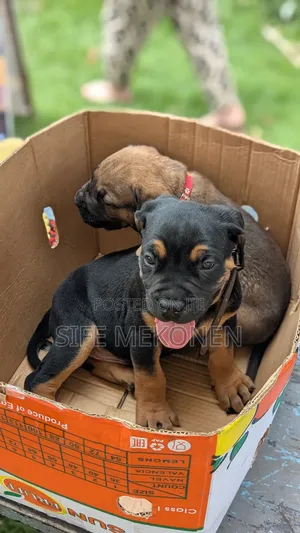1-3 months Male Purebred Bullmastiff