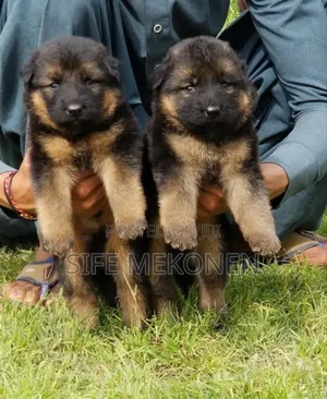 1-3 months Male Purebred German Shepherd