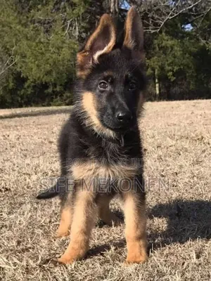 1-3 months Male Purebred German Shepherd