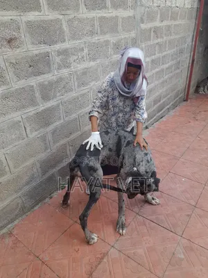 የእንስሳት ህክምና