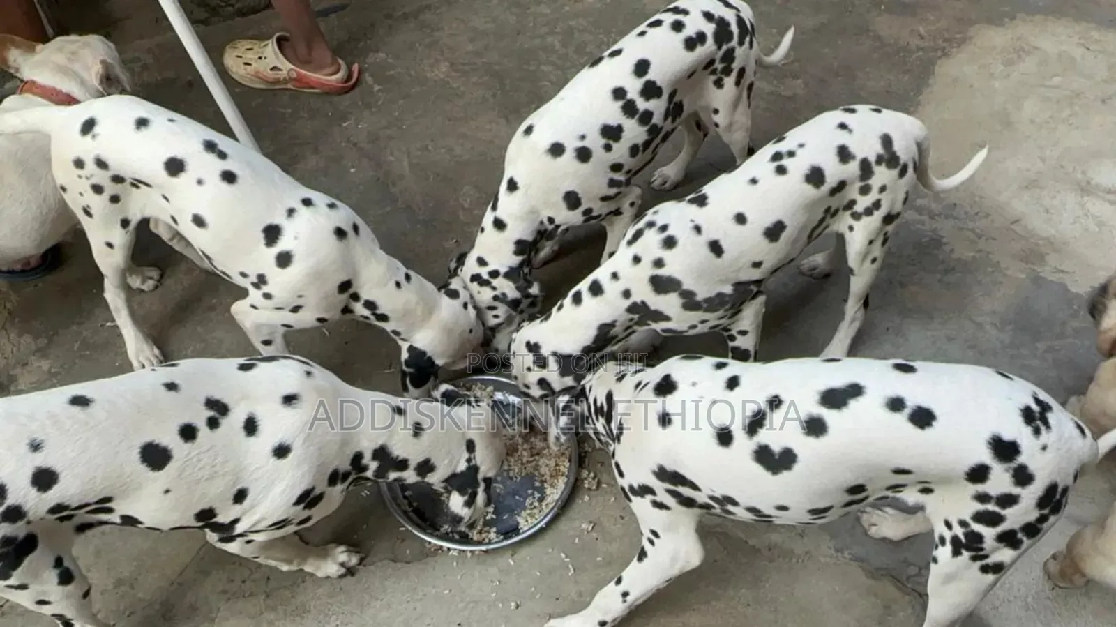 3-6 months Female Purebred Dalmatian