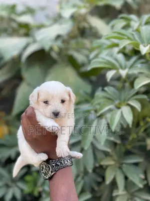 1-3 months Male Purebred Maltese