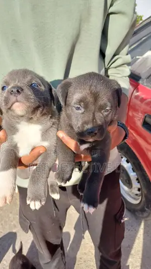 1-3 months Male Purebred American Pit Bull Terrier