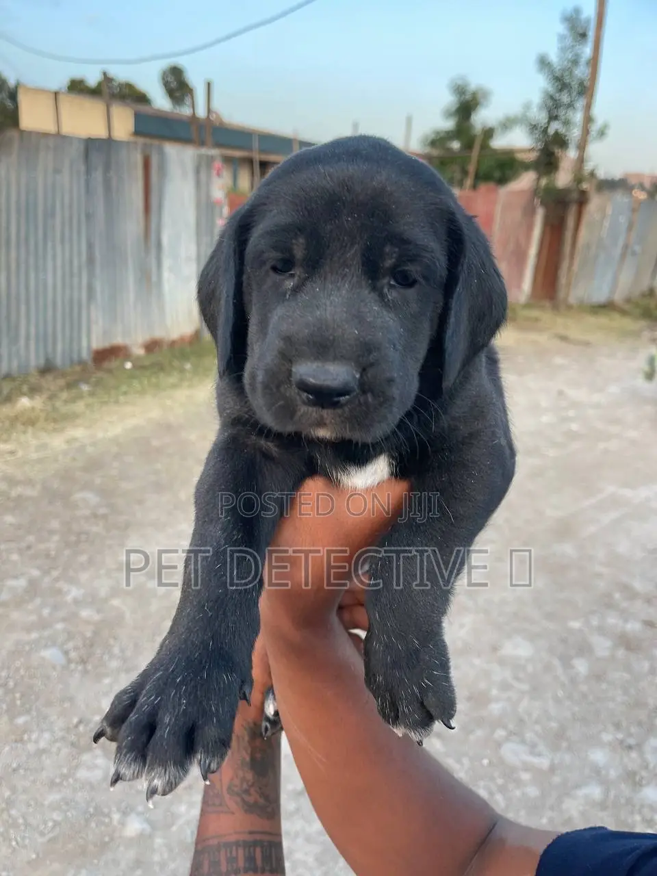 1-3 months Male Purebred Mastiff