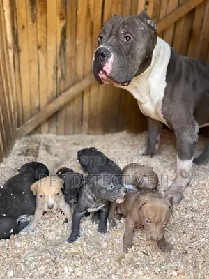 1-3 months Female Purebred American Pit Bull Terrier