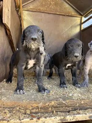 1-3 months Male Purebred Great Dane