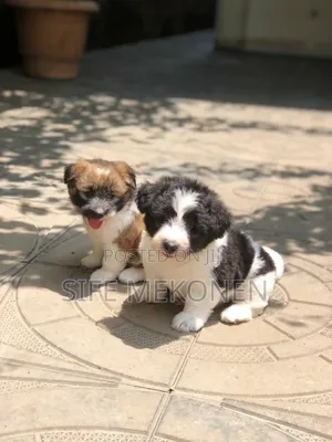 1-3 months Male Purebred Maltese