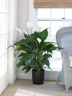 Plant Indoor
