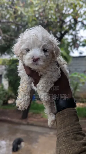 1-3 months Male Purebred Maltese