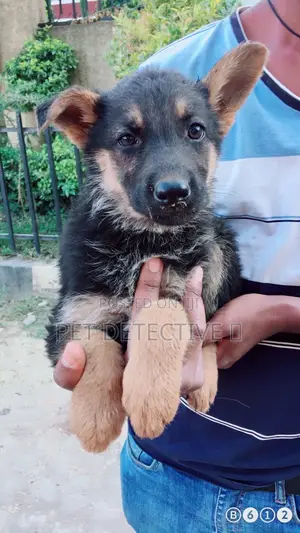 1-3 months Male Purebred German Shepherd