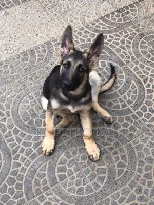 1-3 months Male Purebred German Shepherd
