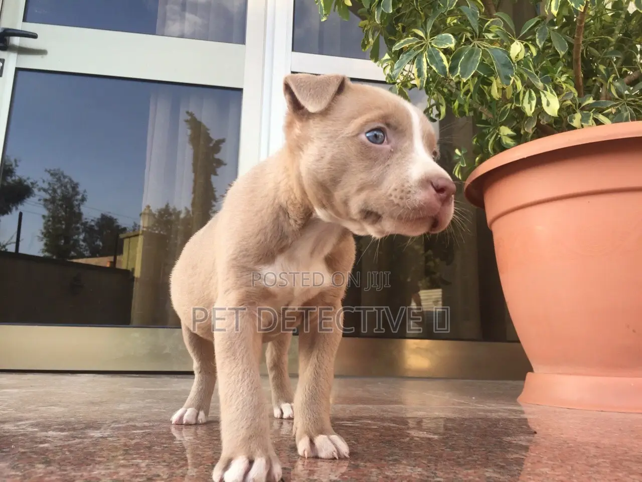 1-3 months Male Purebred American Pit Bull Terrier