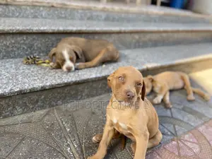 1-3 months Male Purebred American Pit Bull Terrier
