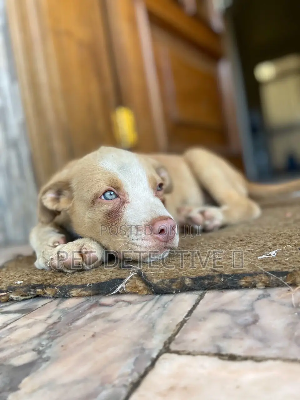 1-3 months Male Purebred American Pit Bull Terrier