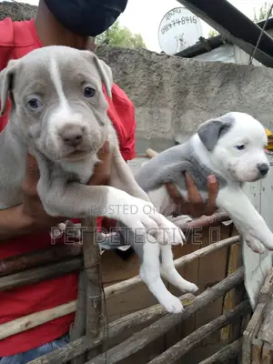 1-3 months Male Purebred American Pit Bull Terrier